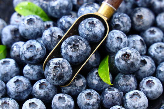 Complete Guide to Choosing the Best OEM/ODM Pterostilbene Powder for the Business